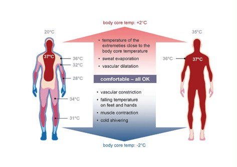 thermoregulation temperature body athletes humans range environment internal crossfit basics within maintain metabolic rate different basal adaptation